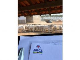 PMGZ Carne: animais passam por pesagem inicial