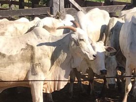 Fazenda Marambaia adere ao PMGZ e ao PMGZ Comercial