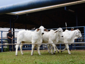 Carne Brahman será lançada na 14ª ExpoBrahman