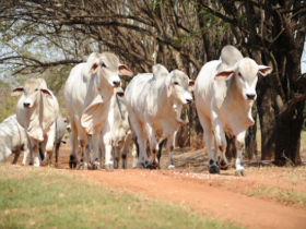 ABCZ supera marca de 1.000 PGPs confinadas 