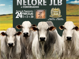 2º Leilão Reprodutores Nelore JLB irá oferecer touros Pró-Genética