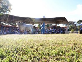 Desfile de touros marca programação da ExpoGenética