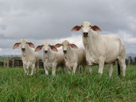 PMGZ publicará novas Deps para a raça Tabapuã durante a 10ª ExpoGenética