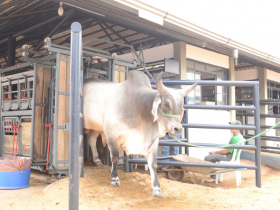ExpoZebu 2018: Primeiros animais começam a chegar a partir da próxima segunda (16)