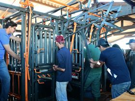 PNAT 2025:  touros passam pelas avaliações finais do TDEA