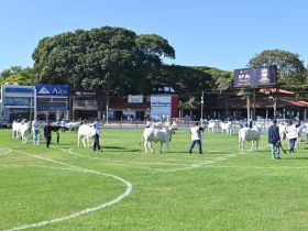 90ª ExpoZebu: maior feira da pecuária zebuína do mundo já soma 2130 animais inscritos