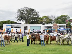 Brahman brasileiro impressiona estrangeiros na 21ª ExpoBrahman