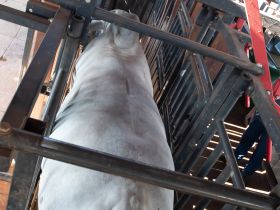 ExpoGenética 2023: Animais participantes do PNAT passam por pesagem intermediária