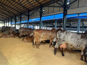 90ª ExpoZebu: competidoras do Concurso Leiteiro iniciam fase de adaptação e preparação para as ordenhas