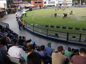 Brahman estreia na ExpoZebu 2022 e terá posse de novo presidente