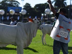 90ª ExpoZebu: com inscrições aceleradas, ABCZ alerta para a lotação dos pavilhões