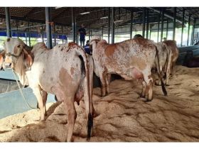 3ª ExpoLeite: matrizes do Concurso Leiteiro chegam antes ao Parque Fernando Costa, em Uberaba (MG)
