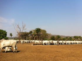 Fazenda Furna Linda e PMGZ apresentam melhoramento genético em Mirassol D`Oeste/MT