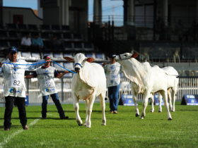 Últimos dias para inscrever animais na 84ª ExpoZebu