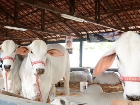 ExpoZebu 2018: número de animais inscritos já supera o mesmo período do ano passado