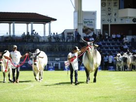 ExpoZebu 2022: Prazo para inscrições com maior desconto termina nesta sexta (04)