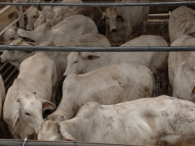 Exportações de carne tem melhor desempenho do ano em setembro