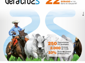 9º Leilão Nelore Vera Cruz oferta touros avaliados pelo PMGZ