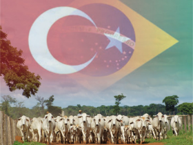 Brasil diversifica exportações de gado para a Turquia