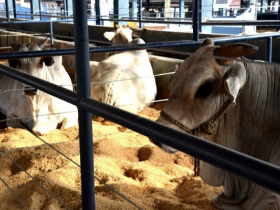 Inscrições para a ExpoGenética terminam na segunda feira