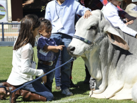 Expoinel, ExpoBrahman e ExpoGil terão eventos especiais do Museu do Zebu 