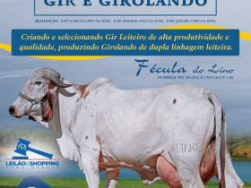 ?VII Leilão Gir e Girolando do Lino? será realizado em Martinho Campos (MG), no sábado (29)