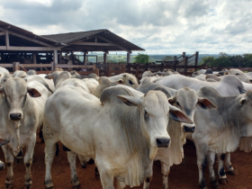 Animais participantes do PNAT 2017 passam por pesagem 