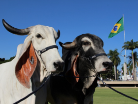 Indubrasil antecipa entrada em pista
