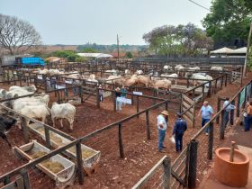 Confira as cidades que receberão Feiras de Touros Pró-Genética na primeira quinzena de outubro