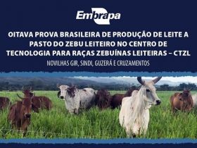 8ª Prova de Leite a Pasto da Embrapa Cerrados abre inscrições em junho; novilhas devem ser inseminadas ou cobertas entre 1º de março e 4 de abril