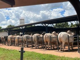 ABCZ apresenta novidades na definição de nomes de animais registrados pela associação