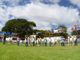 ExpoZebu: Começam os julgamentos no Parque Fernando Costa