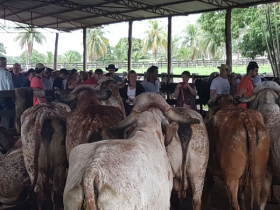 Franceses conhecem seleção de Gir Leiteiro no Mato Grosso