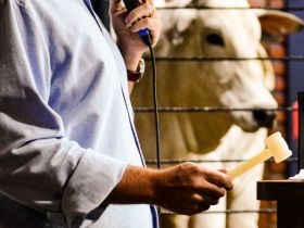 88ª ExpoZebu: leilões superam a marca de R$ 107 milhões em remates