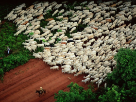Agronegócio brasileiro busca reconhecimento internacional para medidas sustentáveis   