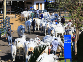 Expoinel 2015 já tem primeiros campeões