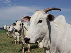 Bolívia é novo mercado para genética brasileira 