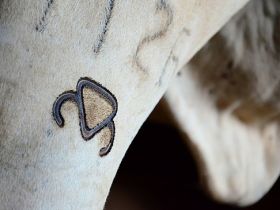 Pró-Genética vende touros avaliados no MS 