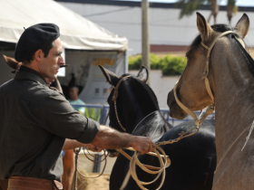 Público da ExpoZebu acompanha prova de morfologia do Crioulo 