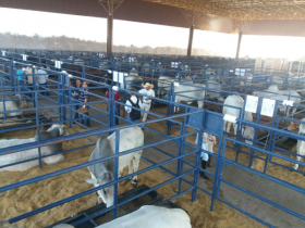 Na ExpoGenética 80 touros participam da sétima bateria do PNAT 