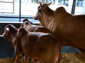 Prêmio Cláudio Sabino Carvalho será uma das atrações da ExpoGenética 2015