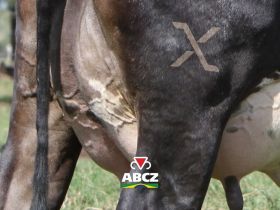 ABCZ lança marca F1 Max para certificar fêmeas leiteiras com genética superior