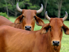 Sindi será a grande novidade da Expointer 2015