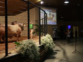 ExpoGenética 2022 já conta com 18 leilões confirmados