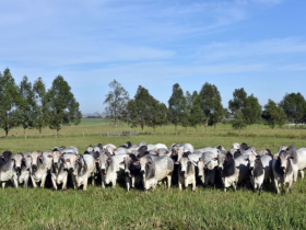 Fazendas Sant'Anna ofertam touros avaliados PMGZ com chancela Pró-Genética