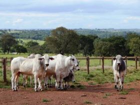 PNAT 2018: Fazu recebe primeiros animais para teste de eficiência alimentar