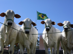 ExpoZebu 2018: domingo é marcado por início dos julgamentos no Parque Fernando Costa