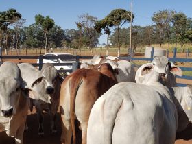 PNAT 2022: Touros participantes passam por pesagem final