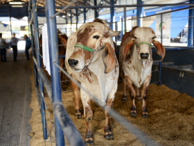 Feira do Pró-Genética é destaque durante e ExpoGenética 2018