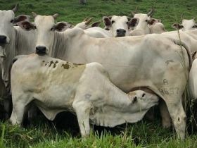 Gerente da ABCZ visita fazendas e apresenta detalhes do PMGZ na Bahia